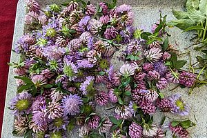 Viele frisch gepflückte Klee-Blüten mit grünen Blättern auf einem hellen Tablett