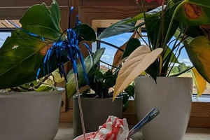 Becher mit Eiscreme und rotem Sirup auf einer Fensterbank vor zwei großen Topfpflanzen mit grünen Blättern und roten Blüten